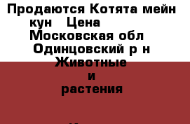 Продаются Котята мейн-кун › Цена ­ 10 000 - Московская обл., Одинцовский р-н Животные и растения » Кошки   